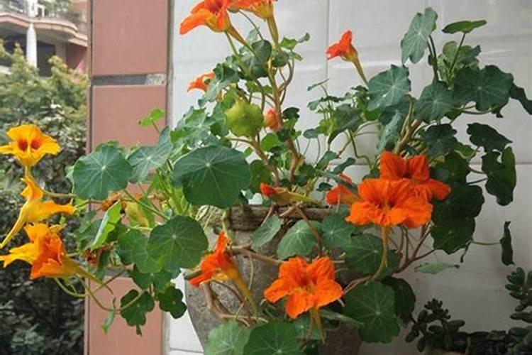 怎样养旱金莲花旱金莲花期在几月