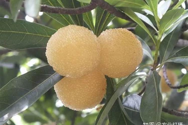 杨梅树怎么培育