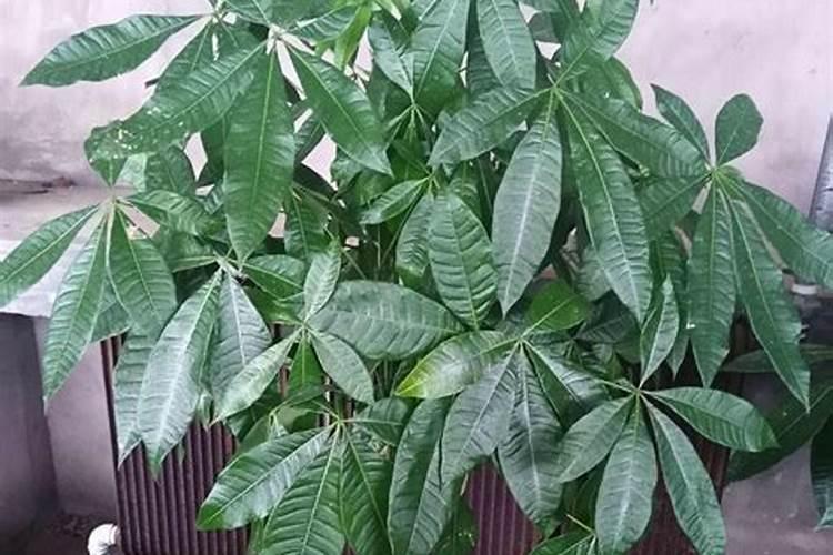 发财树浇什么肥料合适