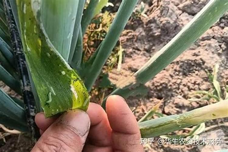 大葱营养药几天打一次好