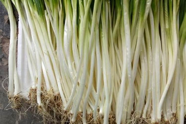 大葱干尖黄叶特效药