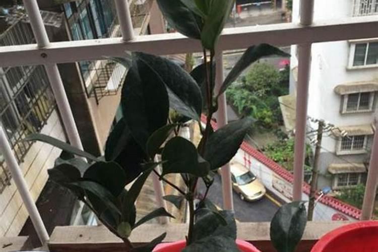 茶花上肥方法 氮肥催春梢