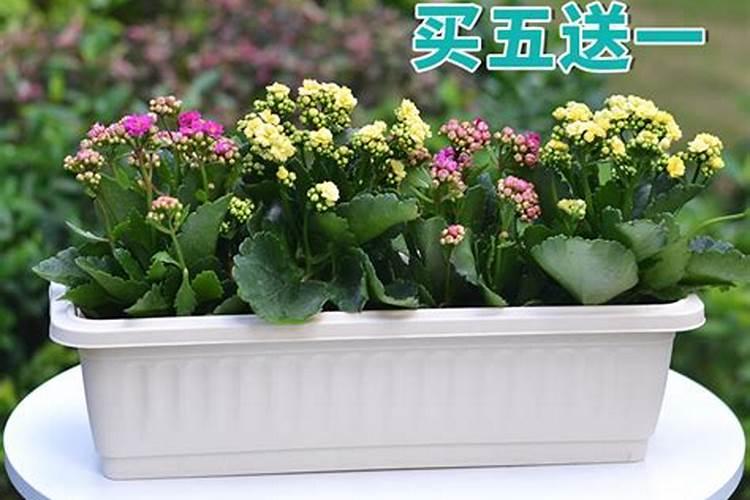 为什么要给花生施硫酸锌肥