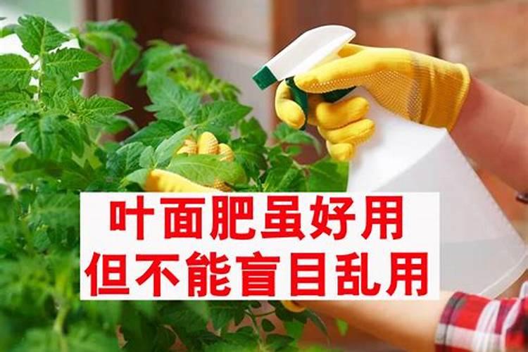 玉米苗后除草剂喷后几天能喷叶面肥