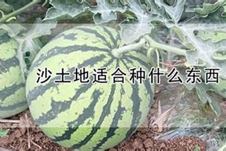 沙土地种玉米用什么肥料好