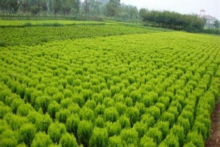 沙土地种西红柿怎么样 沙土地种花生用什么肥料好