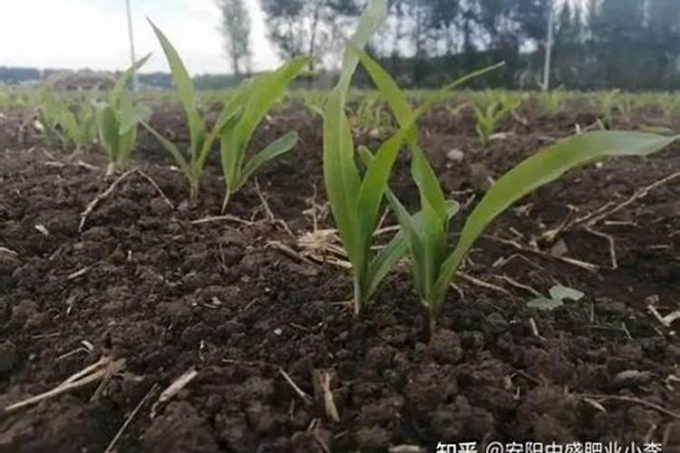 玉米水涝发黄喷什么叶面肥