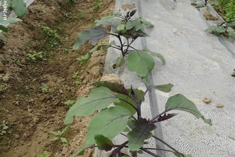 茄子苗用什么肥最好