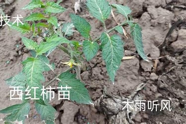 西红柿有干裂怎么办