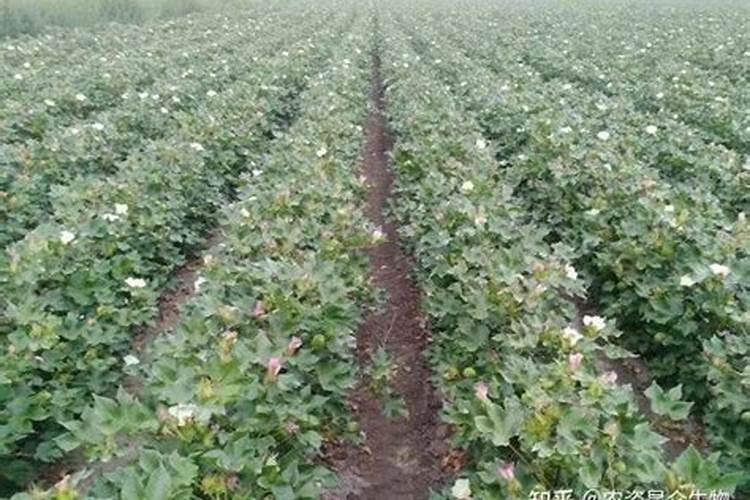 棉花后期需要什么肥料