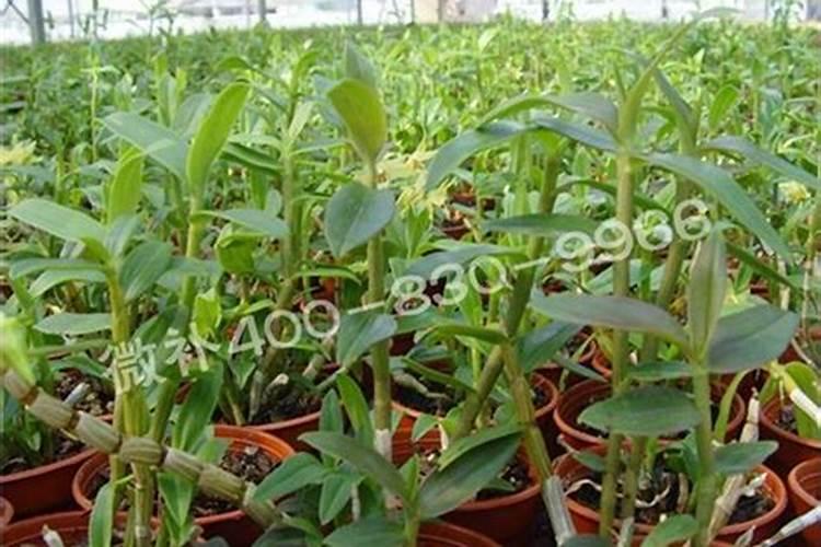 盆栽石斛兰花的叶面肥哪那种好 盆栽石斛兰花的叶面用什么肥料好