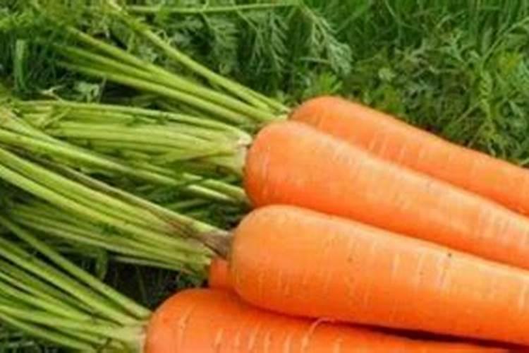 起垄种胡萝卜出苗后怎么施肥