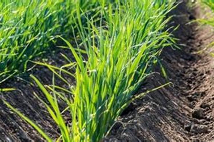 种植韭菜忌施这三种肥料 韭菜养殖注意事项