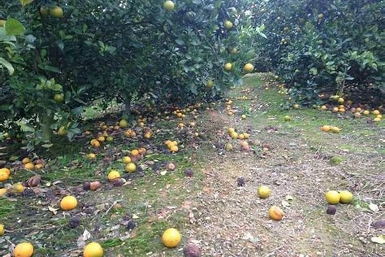 玫瑰施肥用什么肥料让花开得大 详解玫瑰花施肥方案