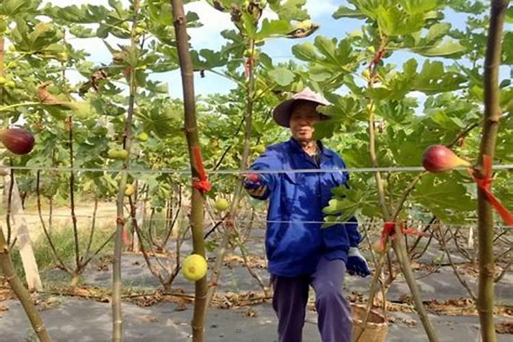 无花果用什么肥料 该如何管理