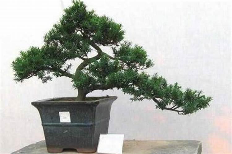 求助各位罗汉松施什么肥好？谁知道？