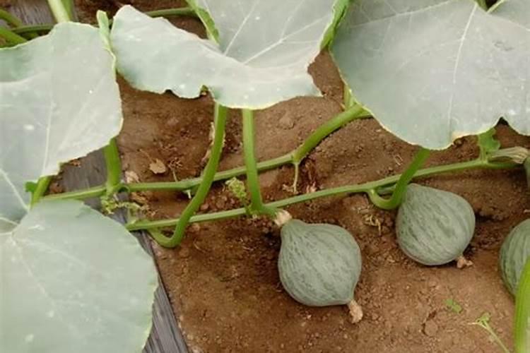南瓜开花结果需要什么肥料 如何施肥更高产