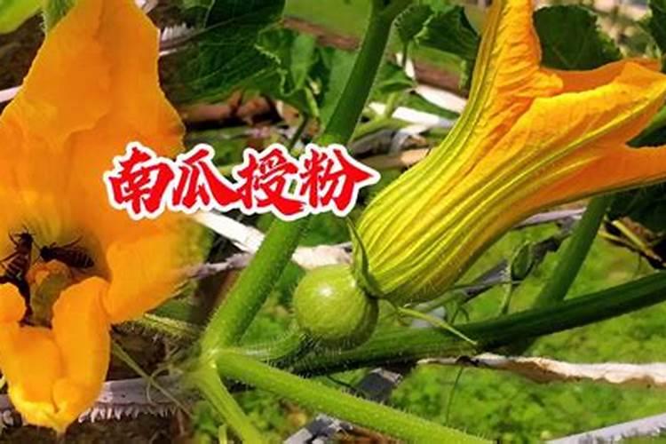 南瓜开花结果期施什么肥