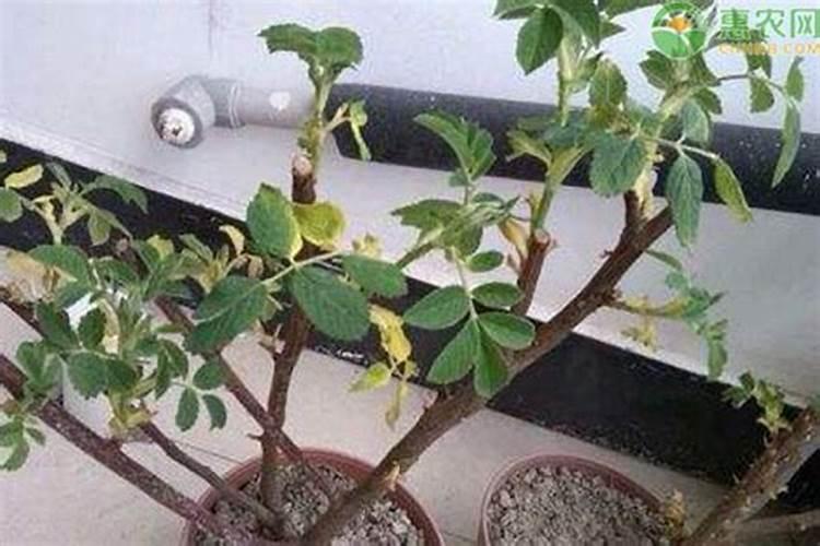 玫瑰花黄叶的发生原因及补救措施
