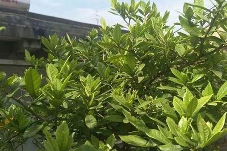 玫瑰黄叶病用什么药效果好