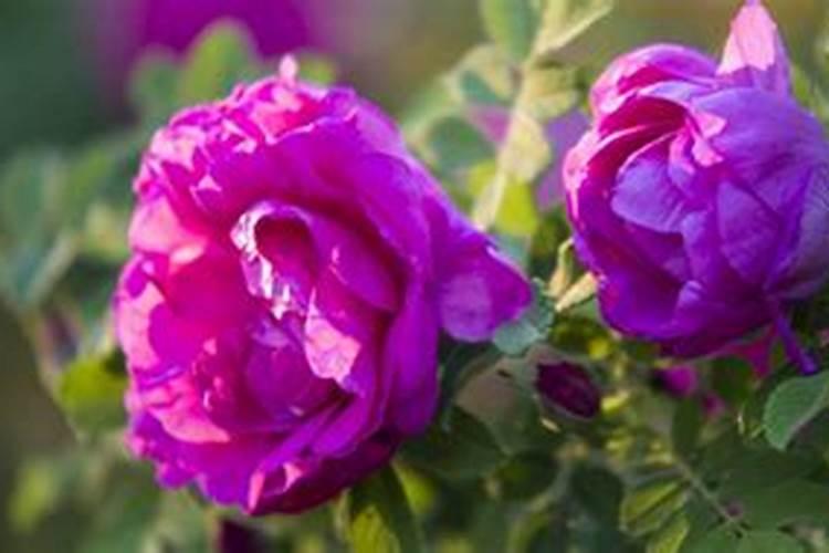 玫瑰黄叶的原因是什么 三大原因