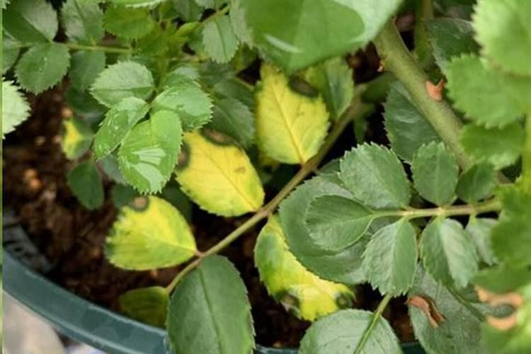 玫瑰花黄叶病的原因及治疗处理方法