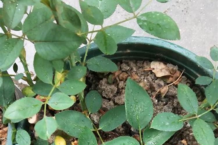 玫瑰黄叶的原因是什么