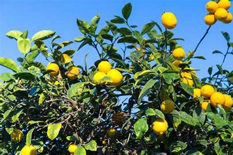 柠檬施什么肥