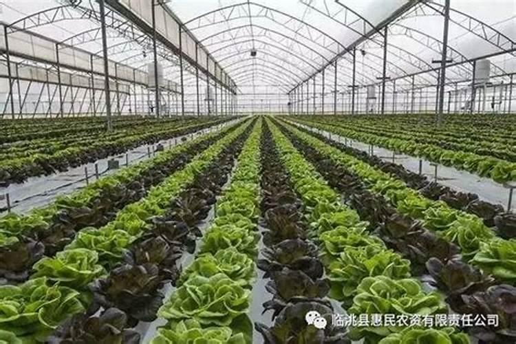 种菜用什么追肥长得快