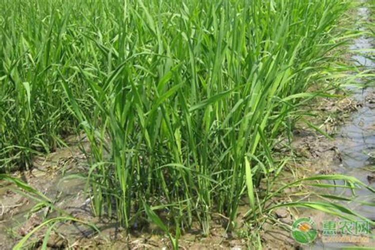 种植茭白如何追肥 茭白施肥方法总结