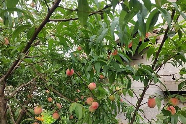桃子为了增加甜度,施什么肥？