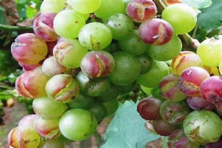葡萄成熟期裂果什么原因？
