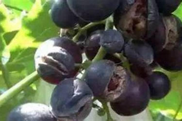 葡萄裂袋后裂果很严重,请教这是怎么回事儿