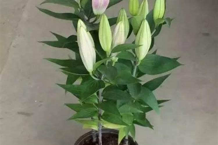 百合好养活吗