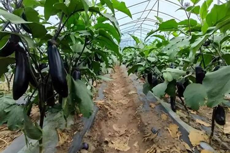 茄子追肥用什么肥料好几月份开始追肥