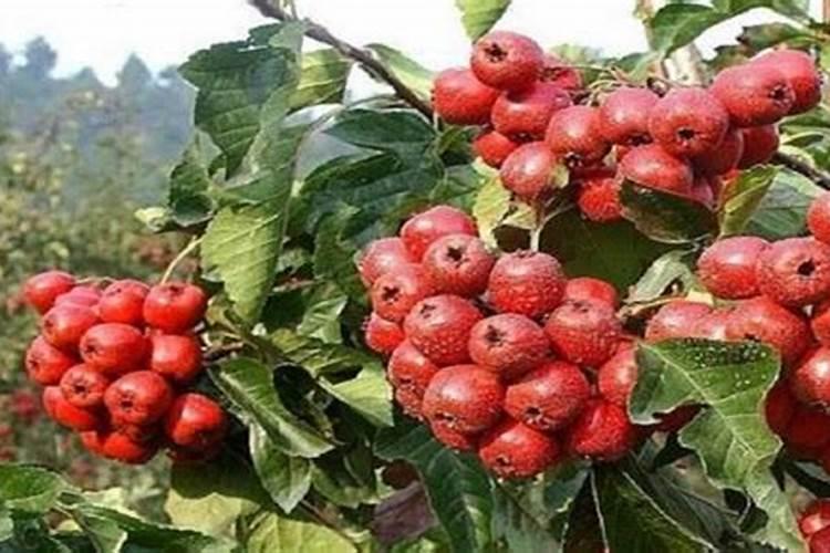 山楂树施什么肥最好