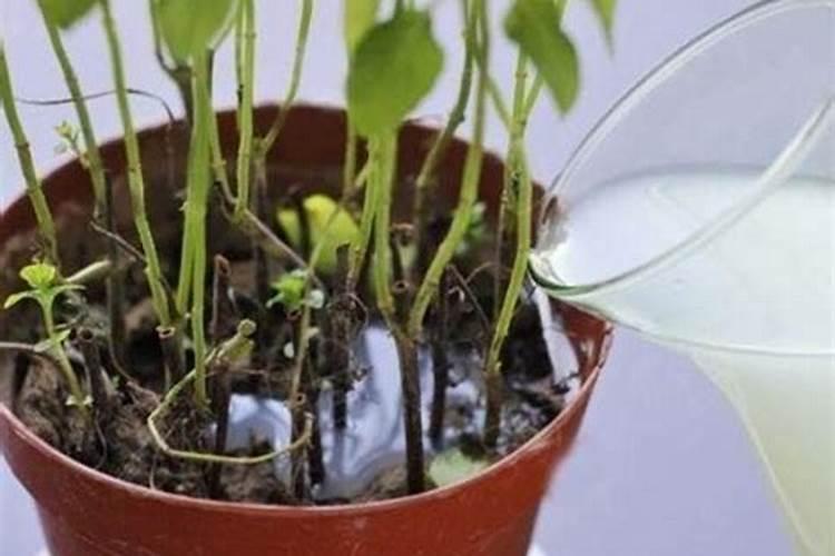 水培富贵竹叶尖发黄,补充磷肥勤换水