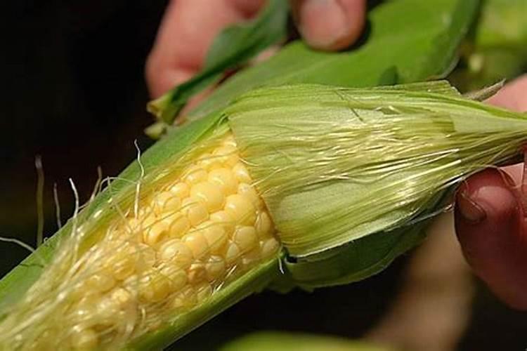喷浆玉米皮可以做肥料吗