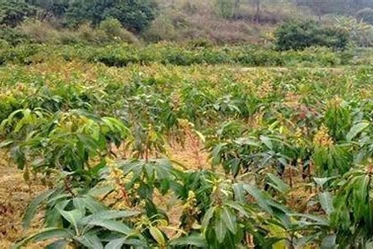 芒果怎么种植 高产种植技术与管理方法