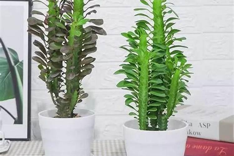 龙骨花怎样施肥