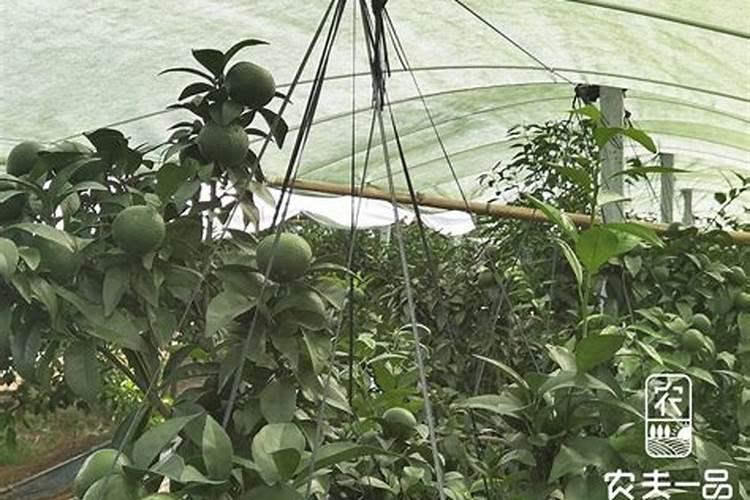 那些蔬菜可以用叶面肥