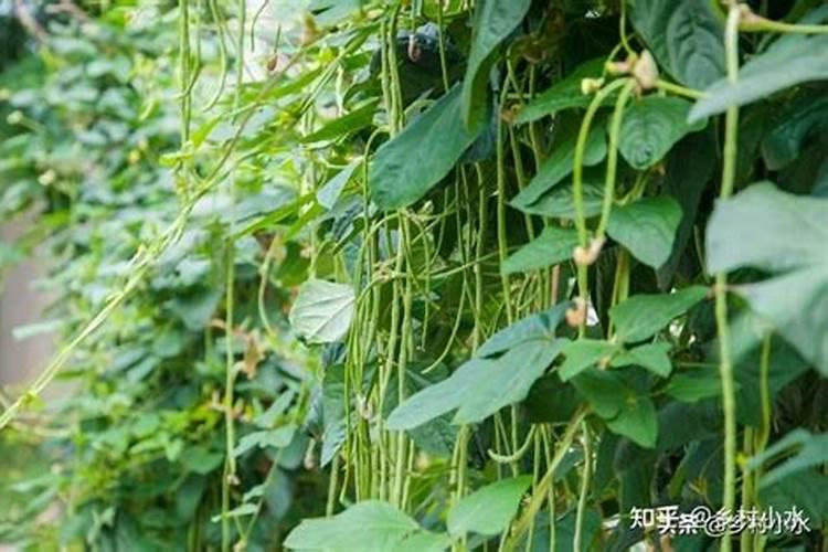 适合豆角种植的肥料都有哪些？