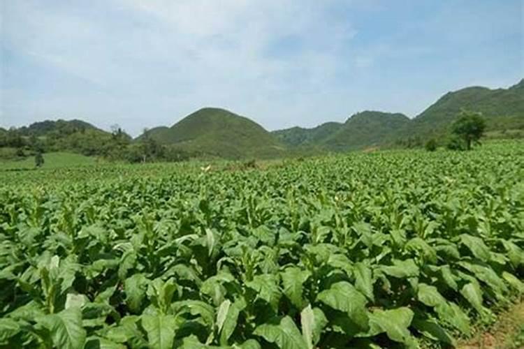 沙漠玫瑰如何掌握好这些施肥技巧