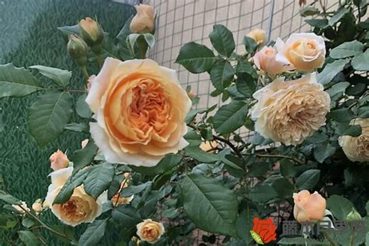 月季花施磷酸二氢钾肥料的正确用法