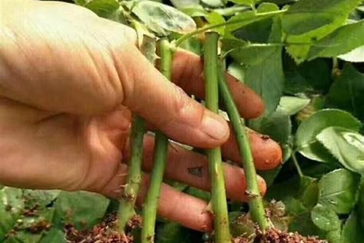 月季花可以用磷酸二氢钾肥吗(盆栽月季施什么肥最好)