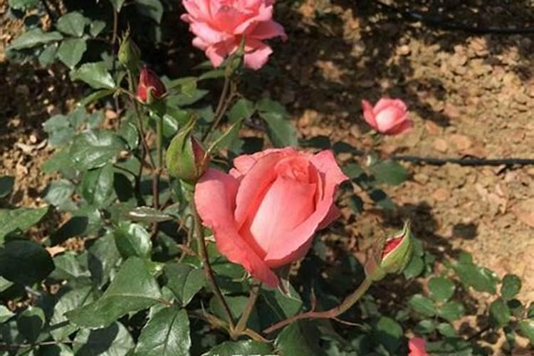 月季花施肥施什么肥料