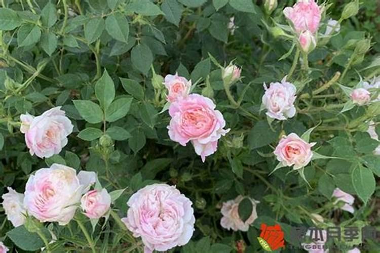 用高锰酸钾兑多少水可以给月季灌根？