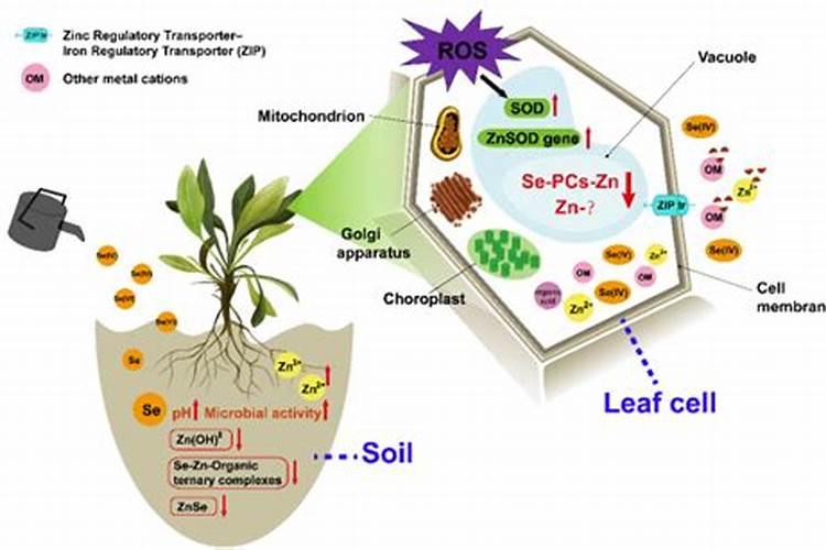 根外施肥的好处 呵护植物