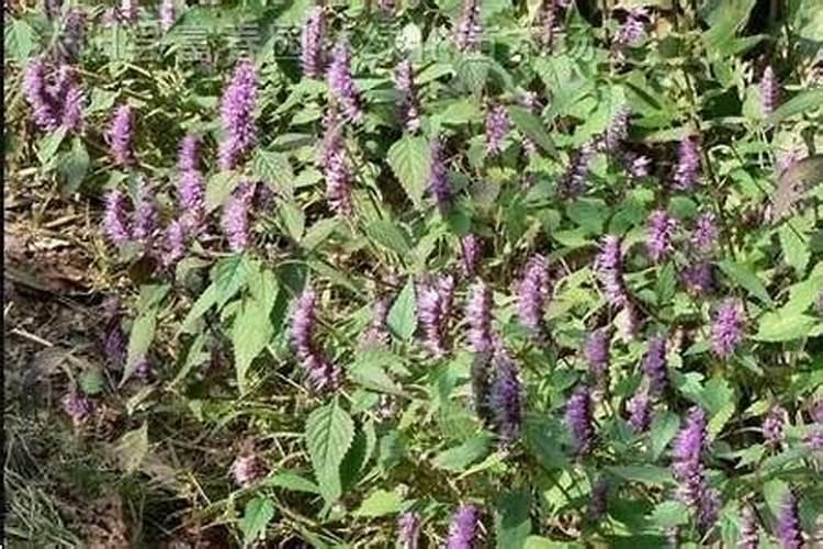 荆芥施什么肥料比较好