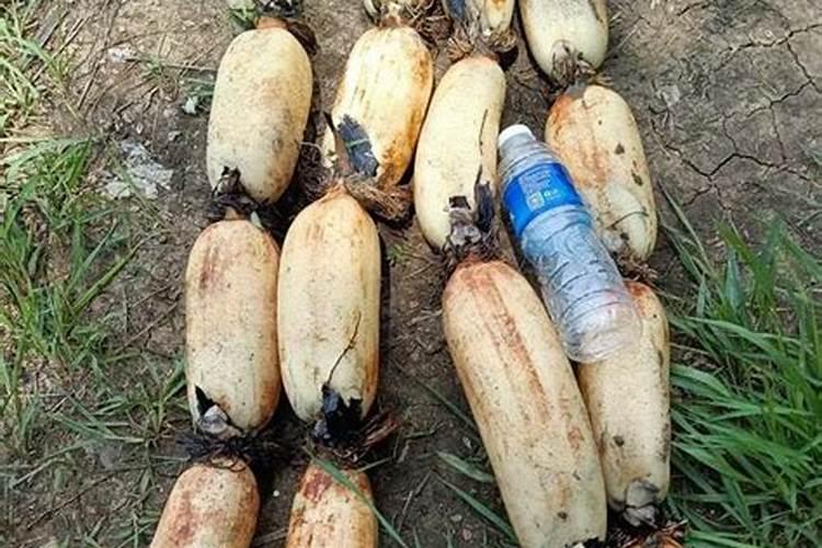 莲藕用什么肥料产量高